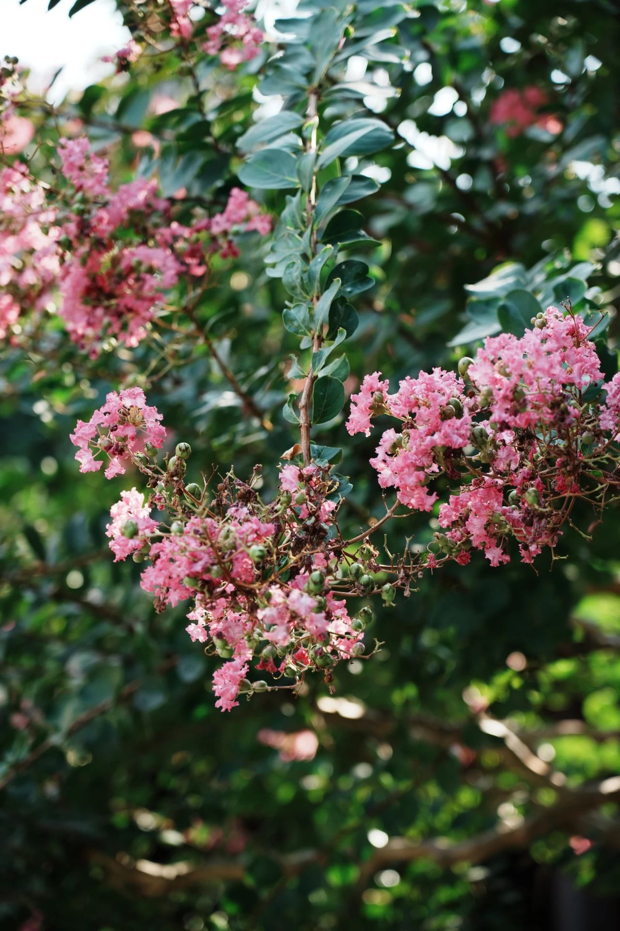 紫薇花开，来西山岛邂逅姹紫嫣红的浪漫→