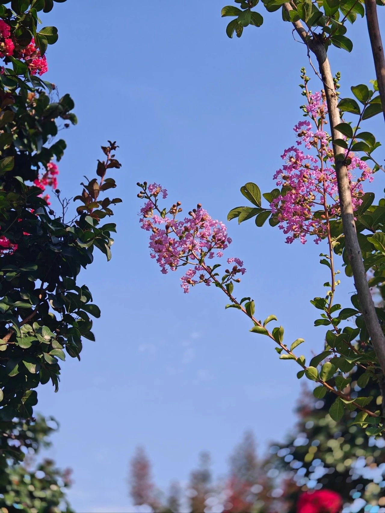 紫薇花开，来西山岛邂逅姹紫嫣红的浪漫→