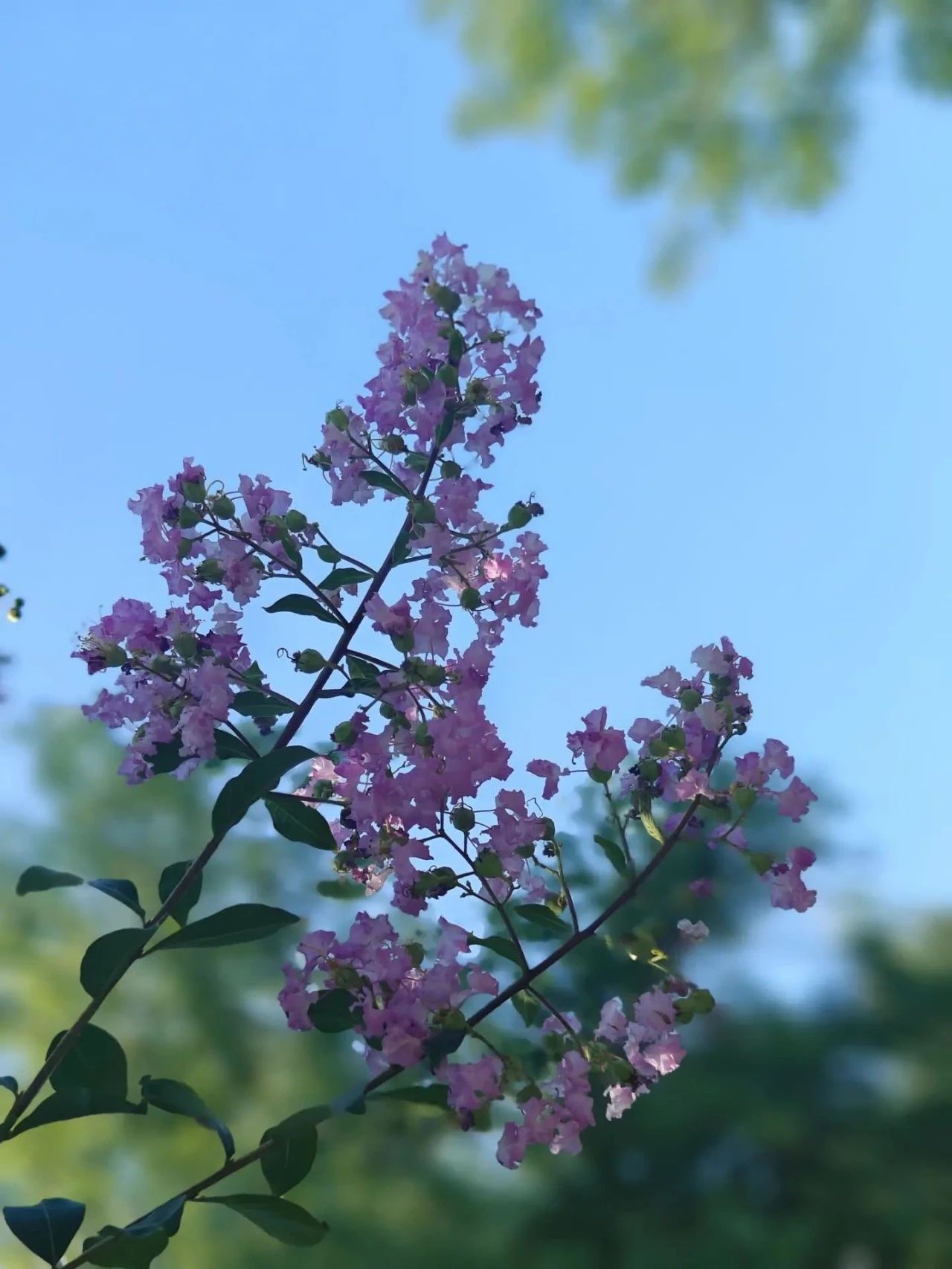 紫薇花开，来西山岛邂逅姹紫嫣红的浪漫→