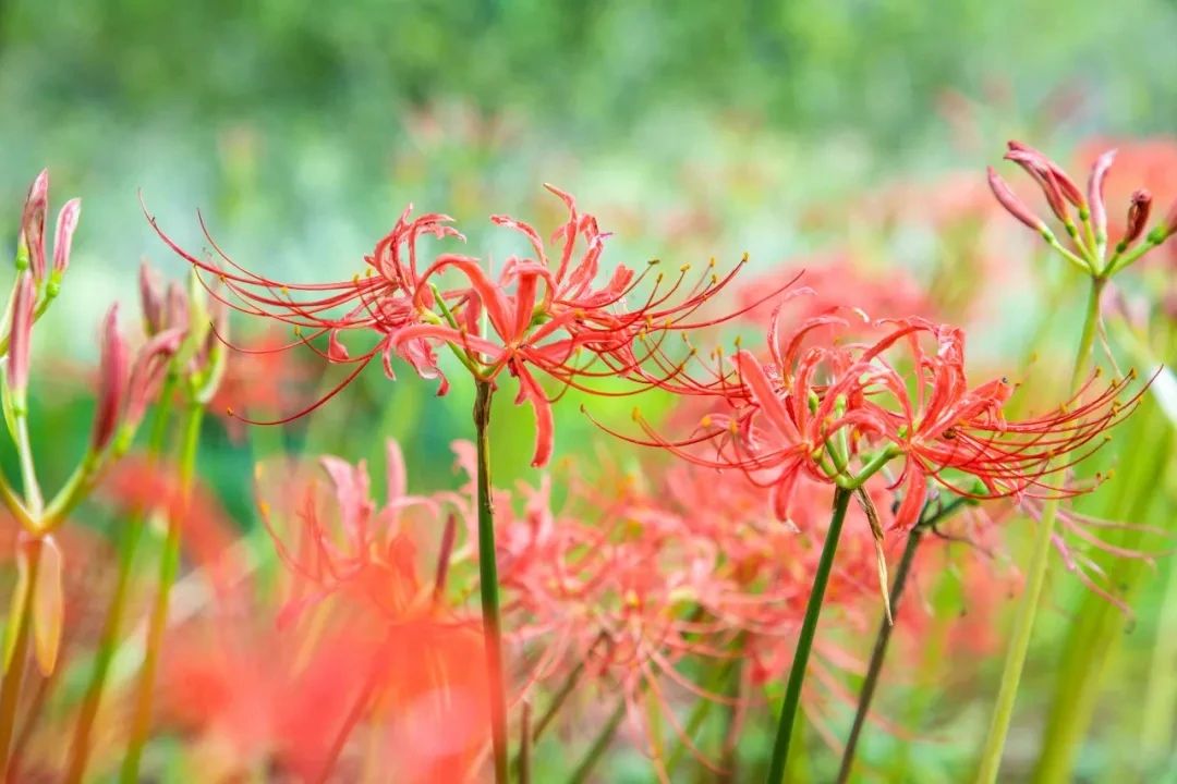 彼岸花开，一见惊艳！