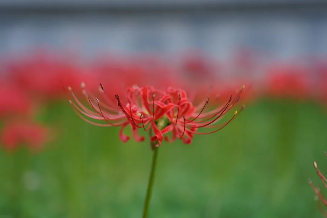 彼岸花开，一见惊艳！