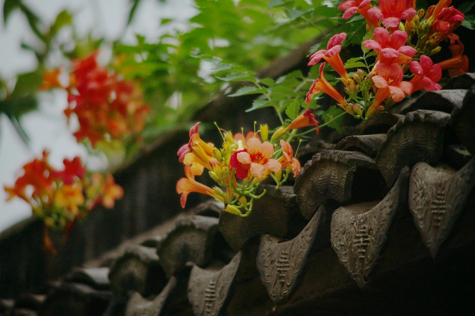 漫步甪里古村，寻觅隐士的遗风