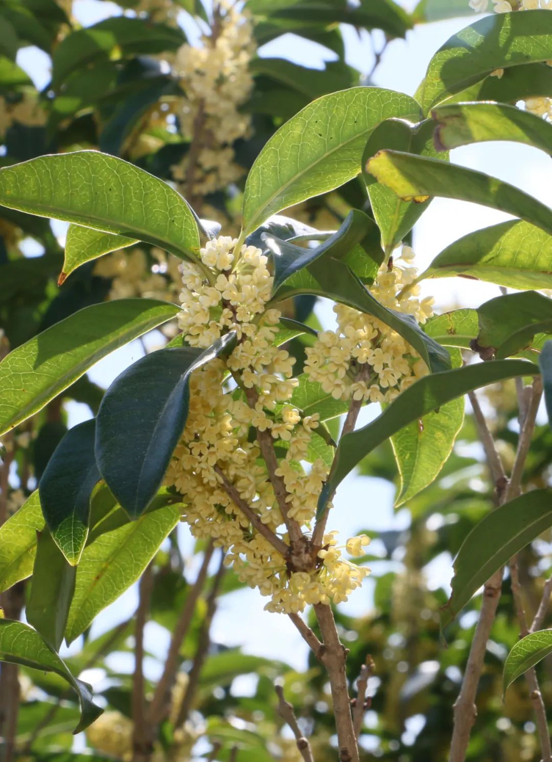 秋色染枝头丨叶下茸金繁蕊，满城桂花飘香