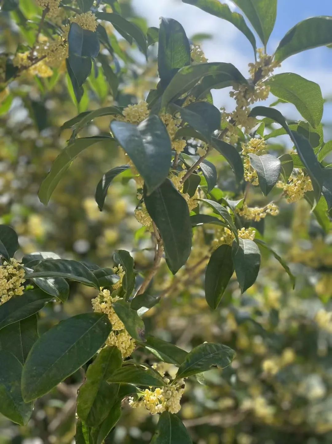 秋色染枝头丨叶下茸金繁蕊，满城桂花飘香