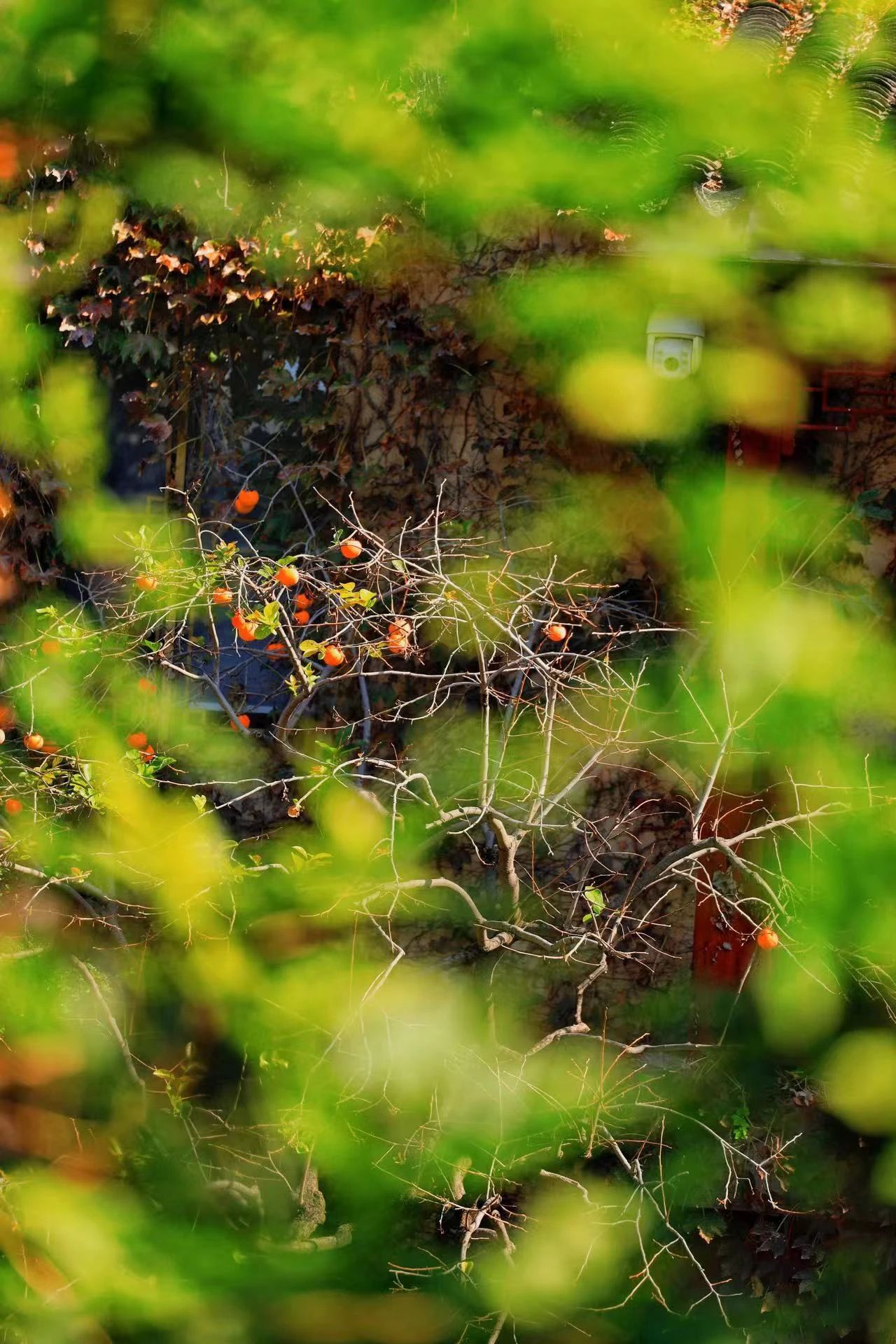 捡“秋”的风，还是吹到了西山岛~