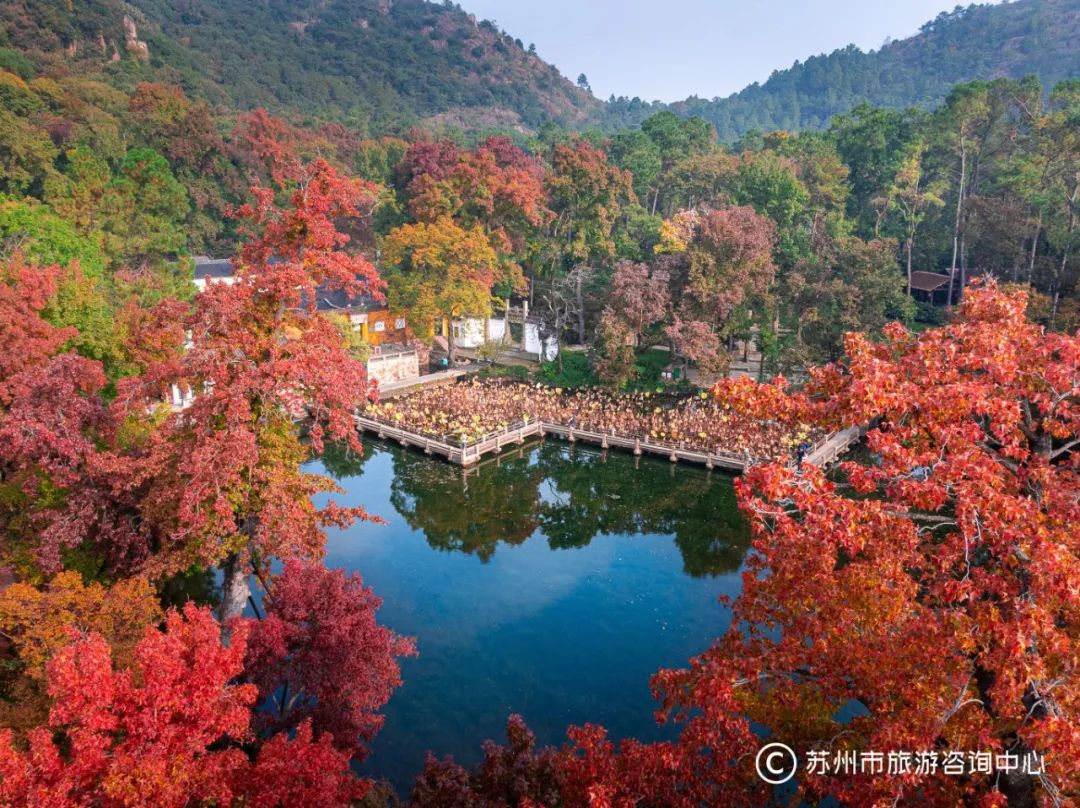 秋色染枝头丨红叶醉初冬，吴中“枫”景正浓