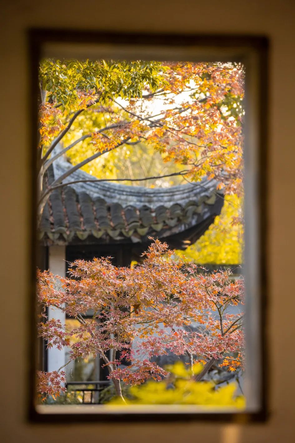 秋色染枝头丨红叶醉初冬，吴中“枫”景正浓