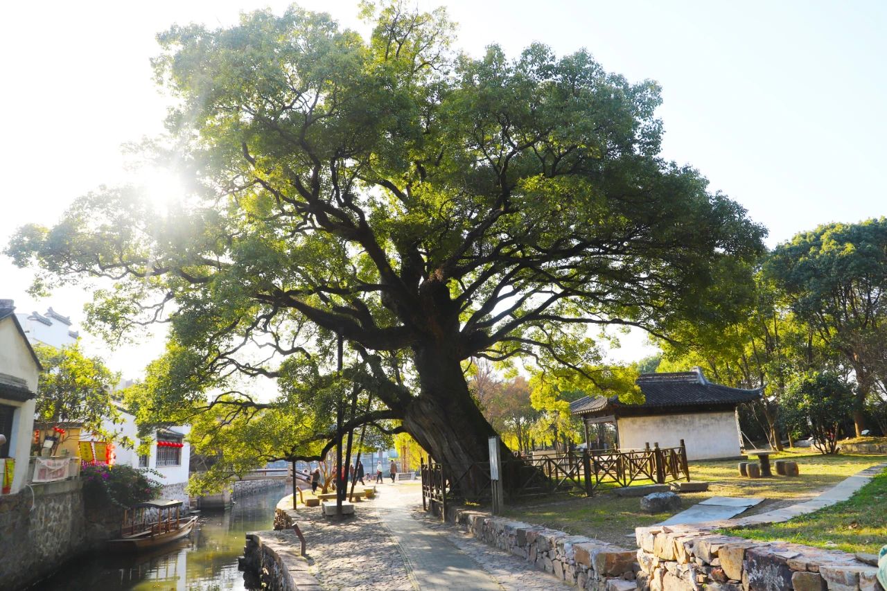 初冬的氛围感，藏匿在明月湾古村中~