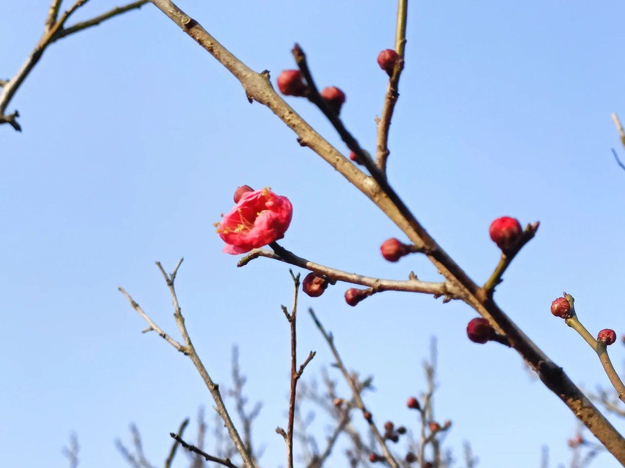 西山岛梅花初绽，春意拥满怀！