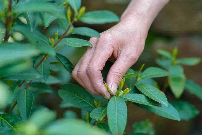 茶染果香，糕藏时令……每一口都是人间至味~