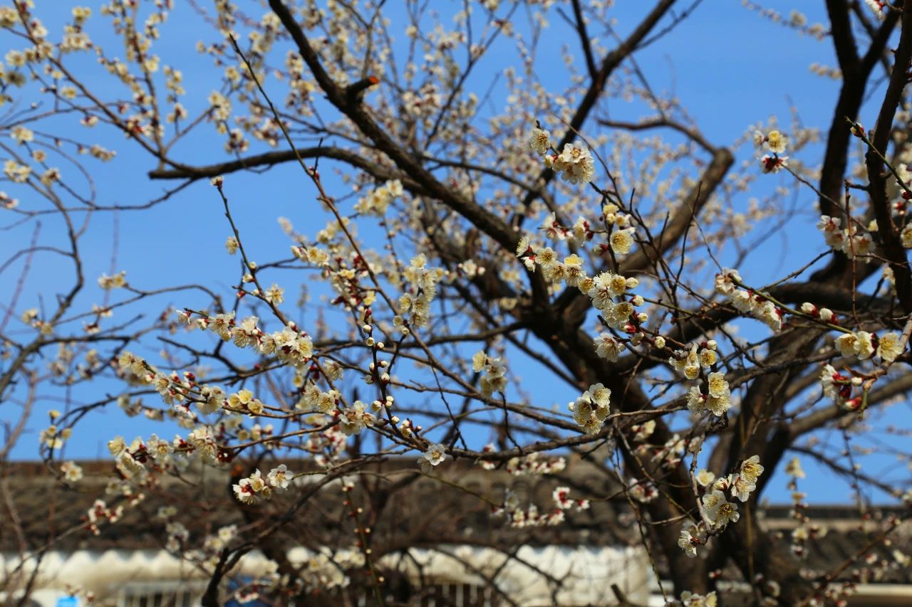 寻觅春色，木渎赏花正当时