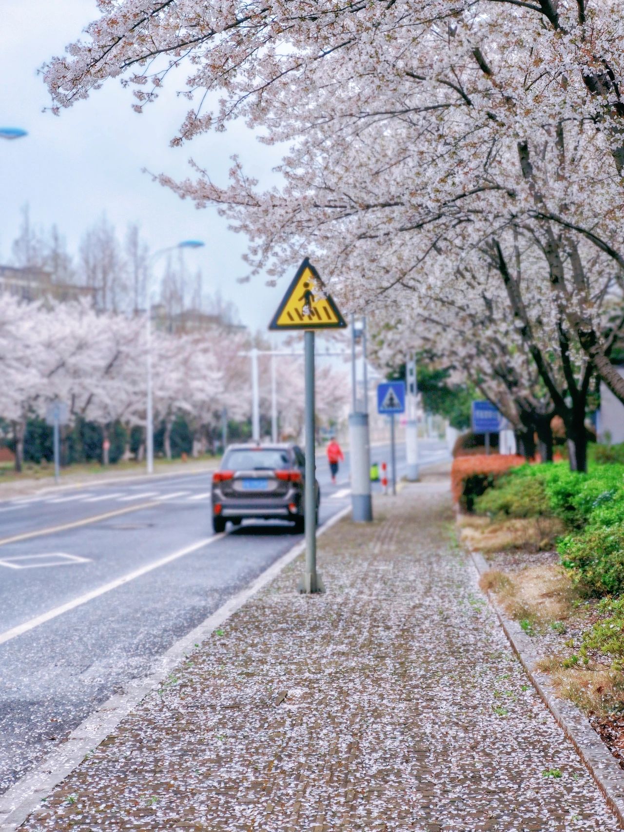 追花必备！2025太湖春日赏花地图发布