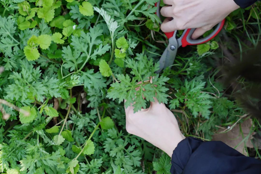 吃过青团，才算不负春光~