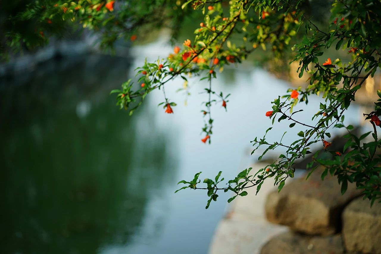 盛景上线，快来西山岛欣赏“榴”火正红！