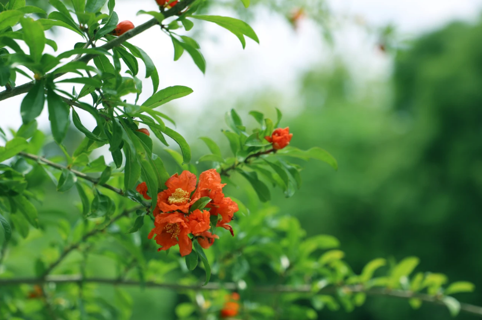 盛景上线，快来西山岛欣赏“榴”火正红！