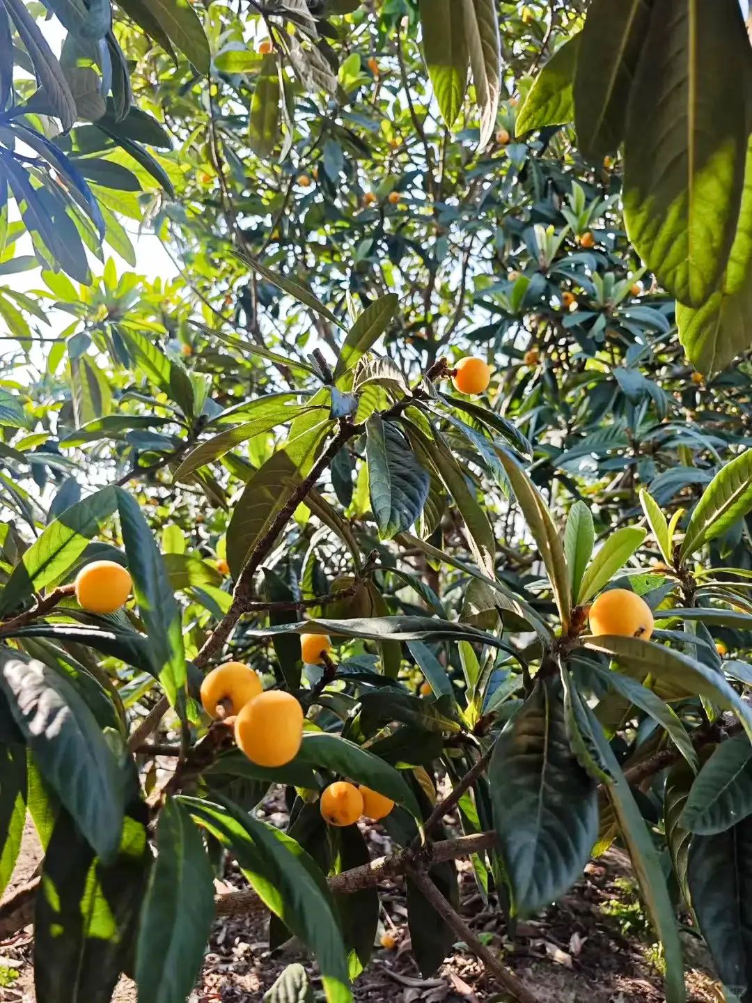 初夏“顶流”登场！西山岛上这些枇杷品种你都知道吗？
