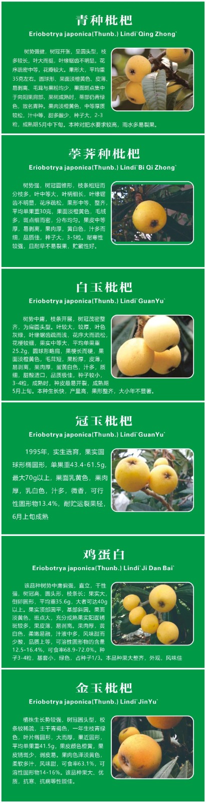 初夏“顶流”登场！西山岛上这些枇杷品种你都知道吗？