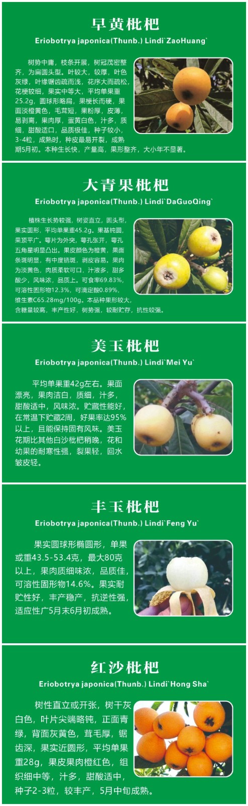 初夏“顶流”登场！西山岛上这些枇杷品种你都知道吗？