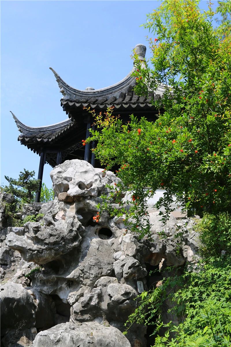 当蔷薇遇见科举，邂逅五月的诗与远方
