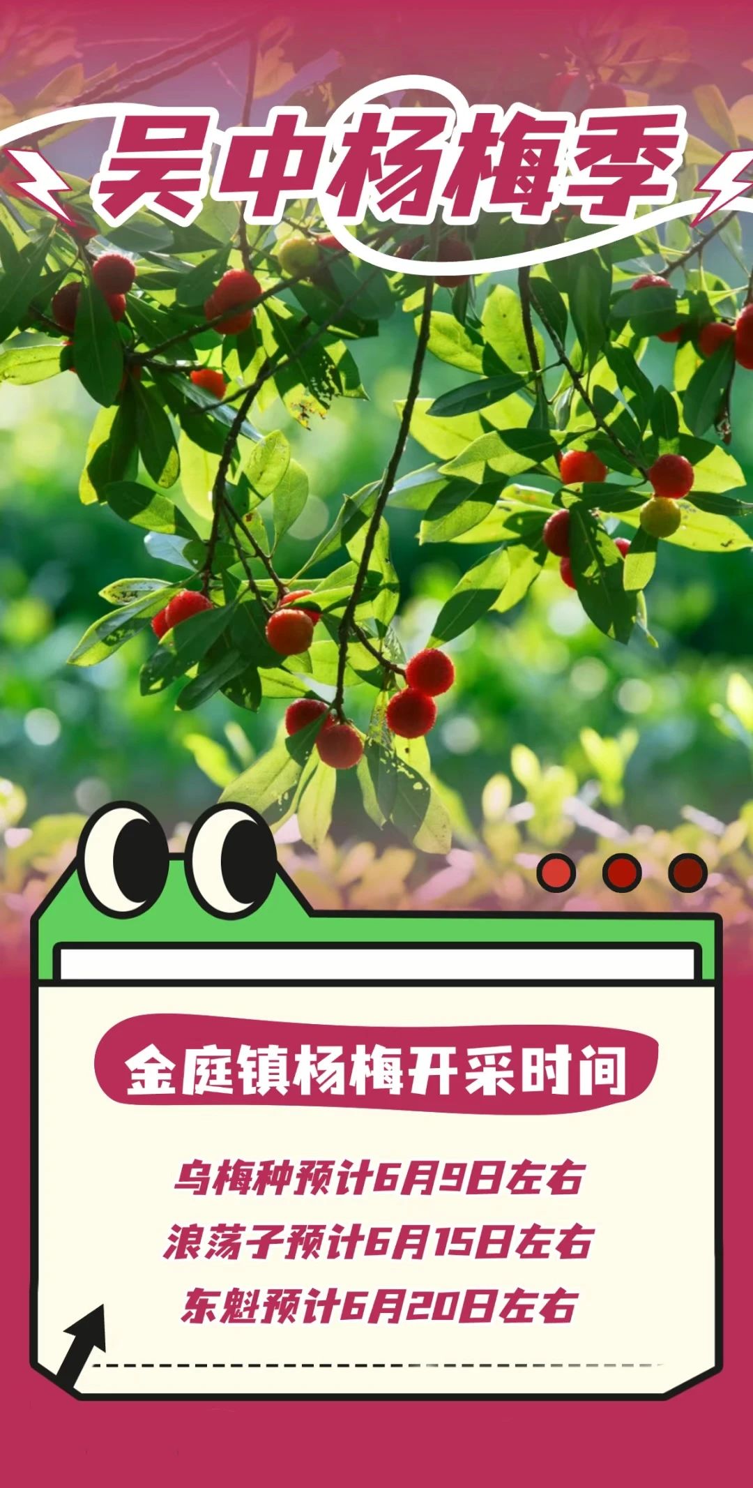 杨梅快要上市啦！