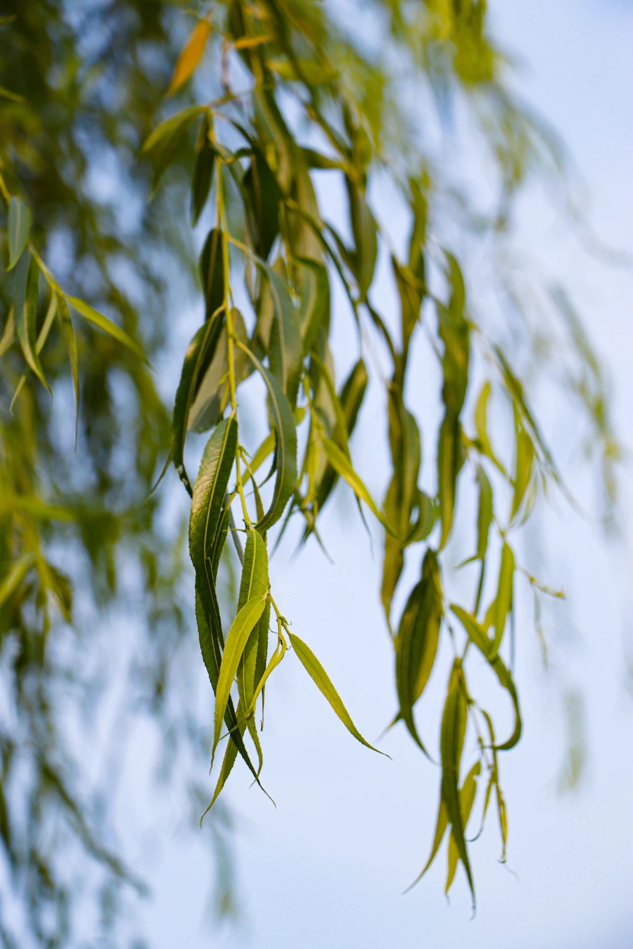 西山岛的夏天，被“绿绿绿绿”承包了！
