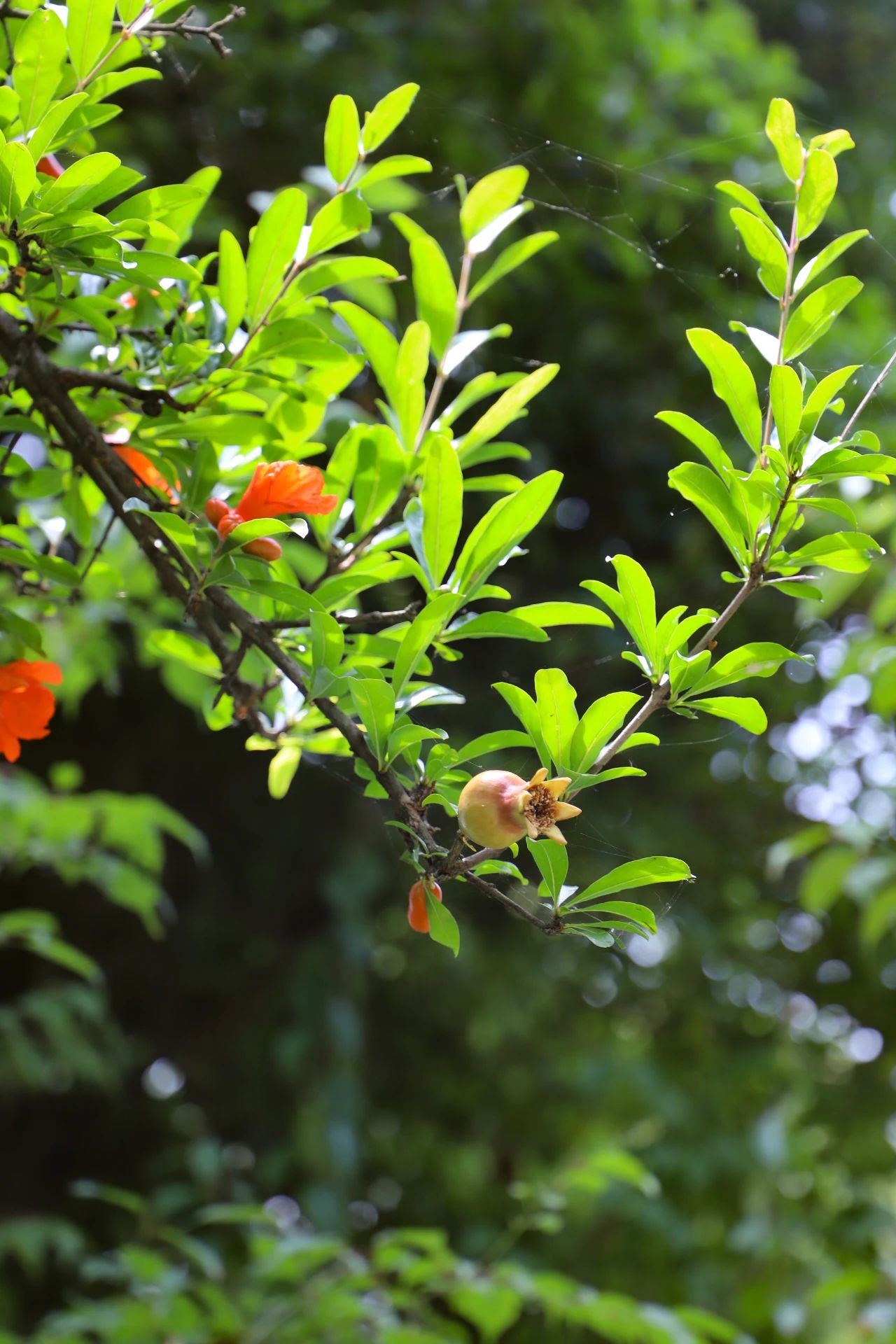 西山岛的夏天，被“绿绿绿绿”承包了！