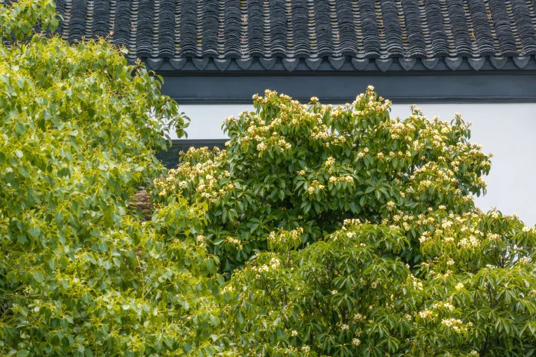 光福木荷→树梢绽“荷”香
