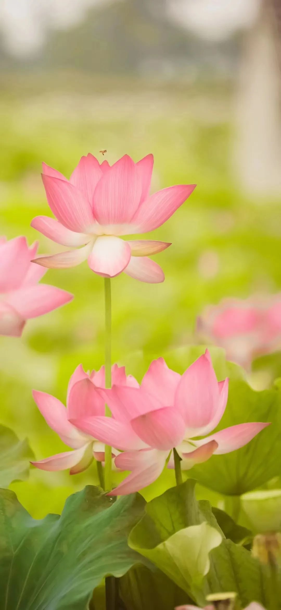 吴中夏日追花全攻略请收好~