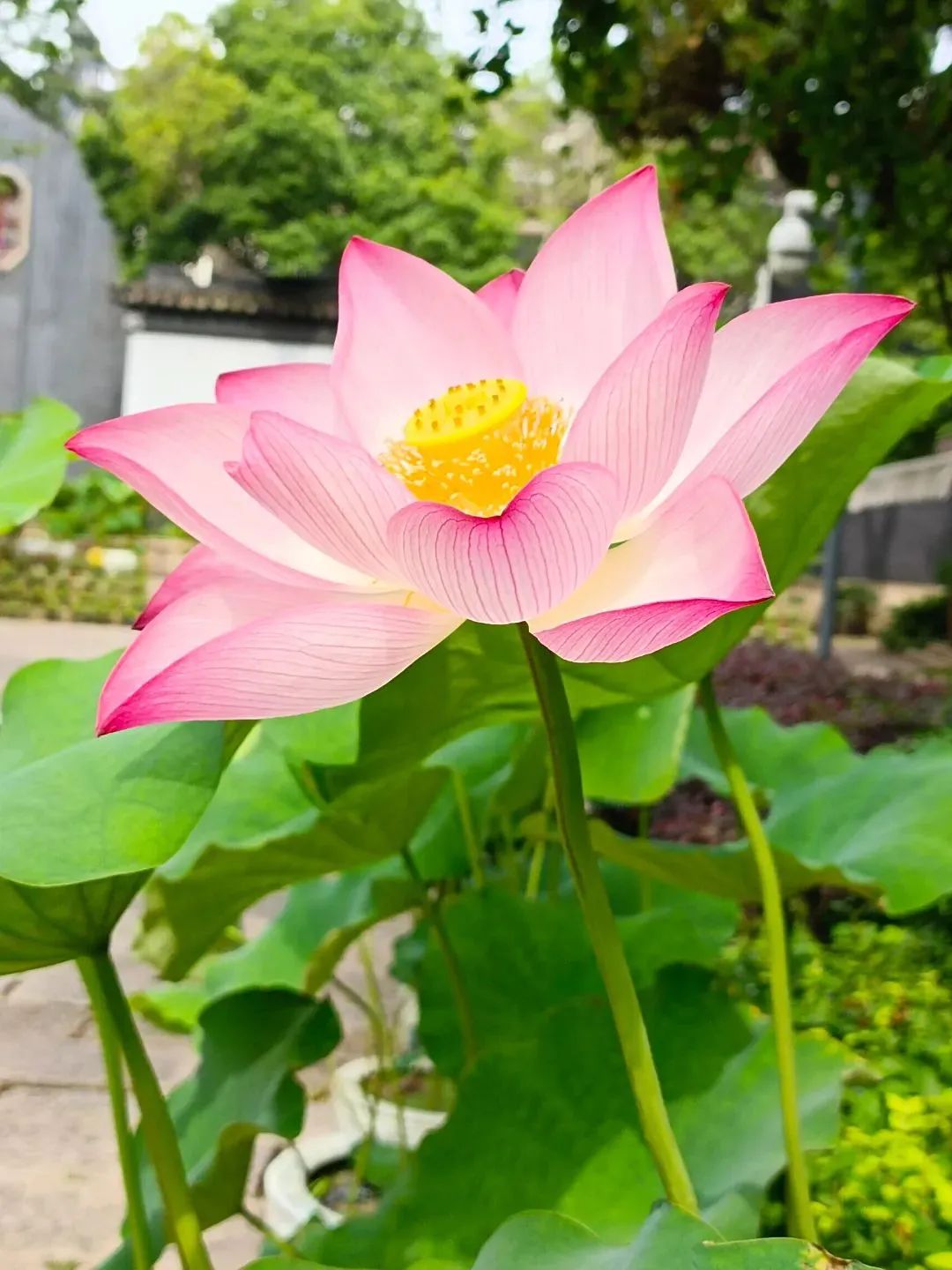 今夏必打卡！东山雕花楼荷风雅韵待君来！