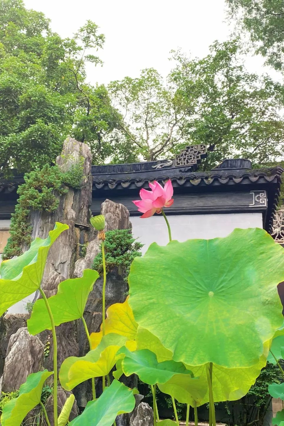 今夏必打卡！东山雕花楼荷风雅韵待君来！