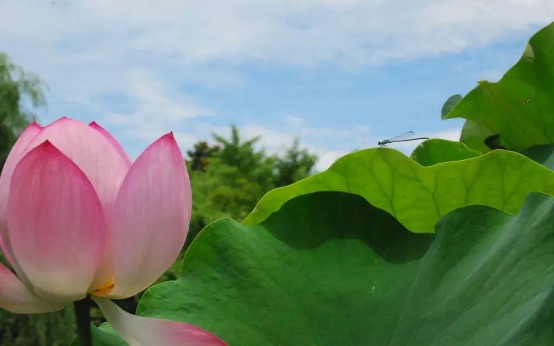 今夏必打卡！东山雕花楼荷风雅韵待君来！