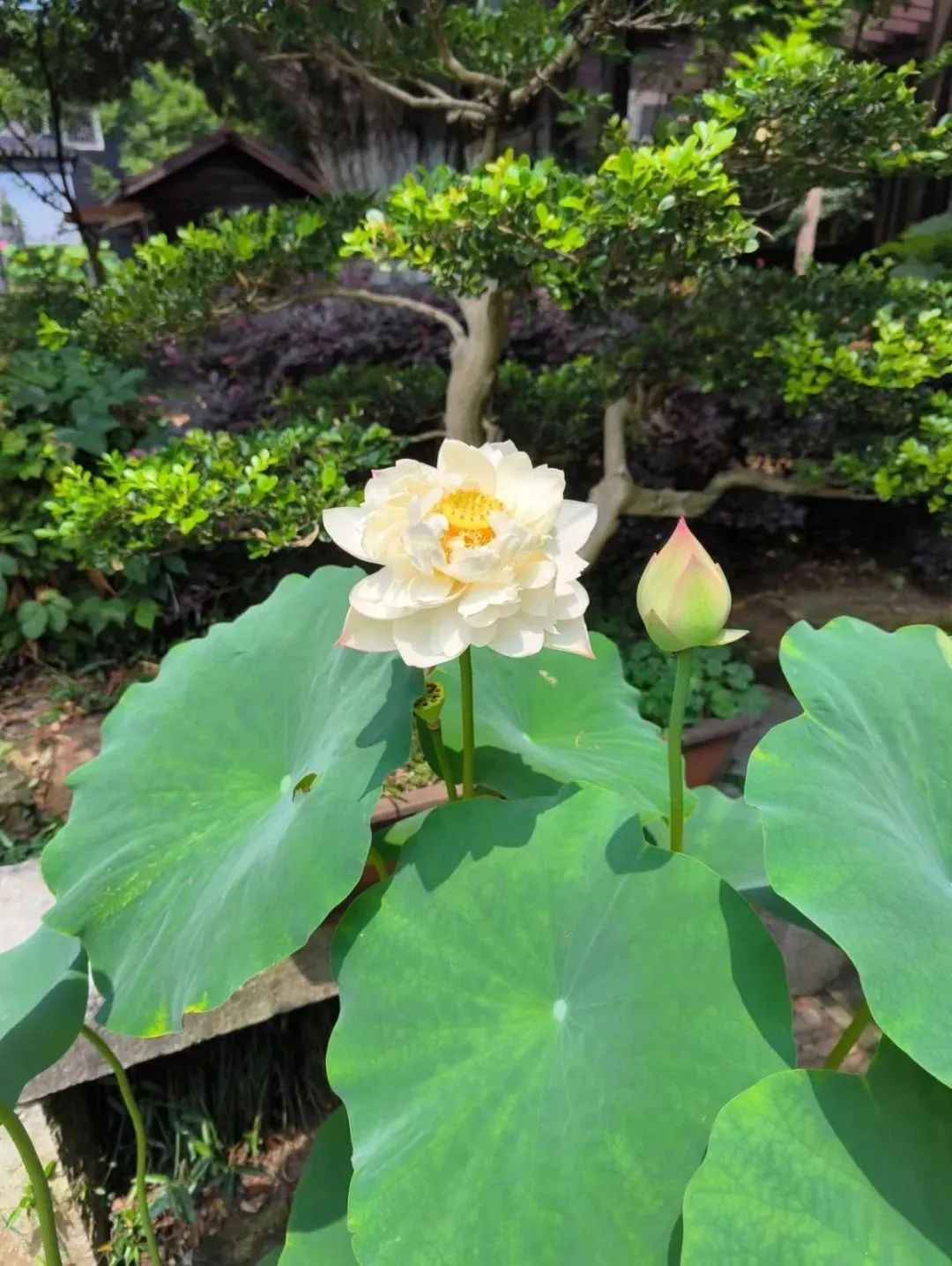 今夏必打卡！东山雕花楼荷风雅韵待君来！