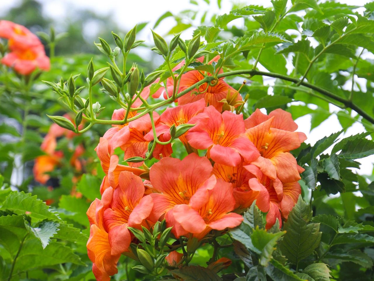 凌霄花开，点亮西山岛一整个夏天的浪漫