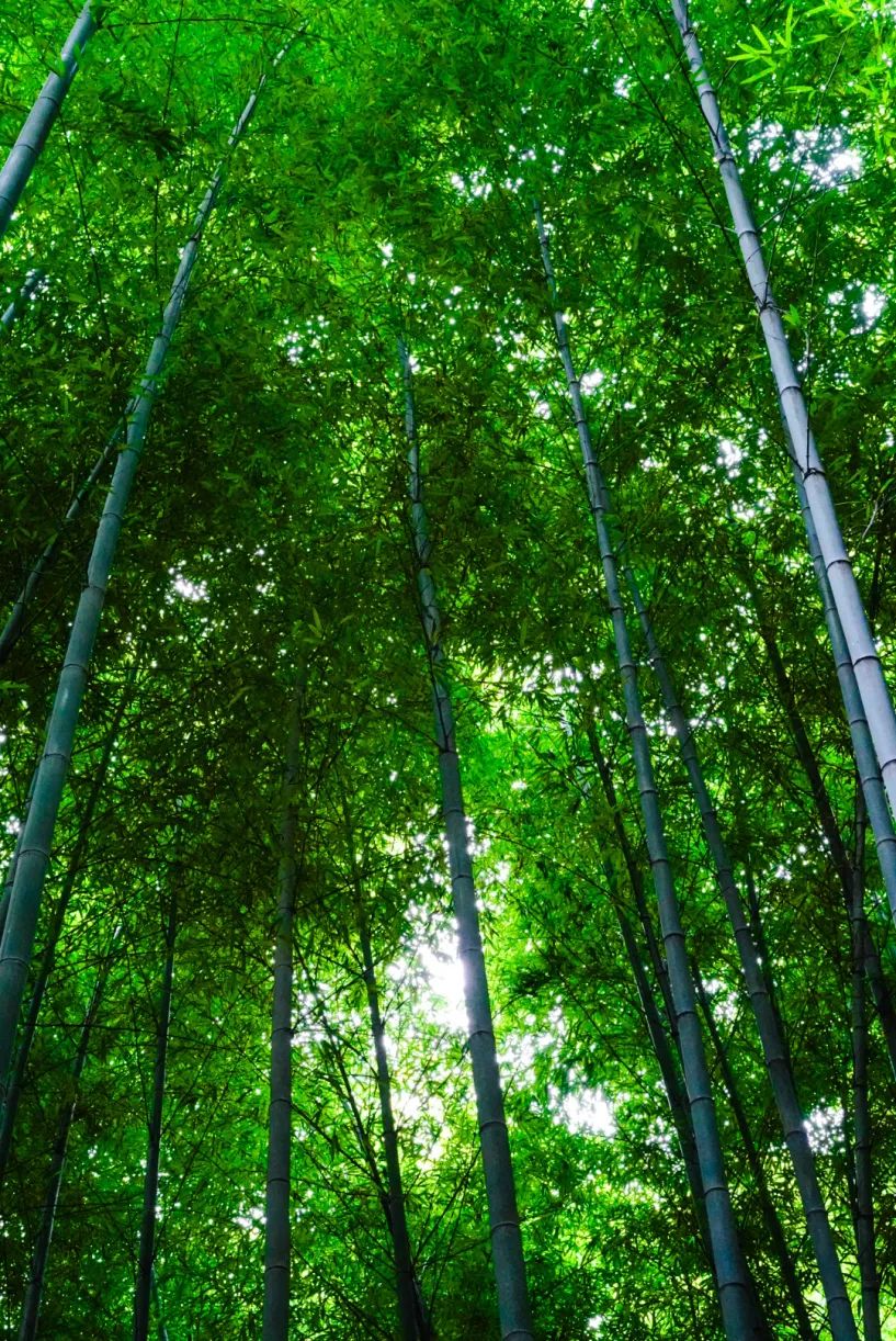 清凉计划开启！解锁25℃的治愈夏天！