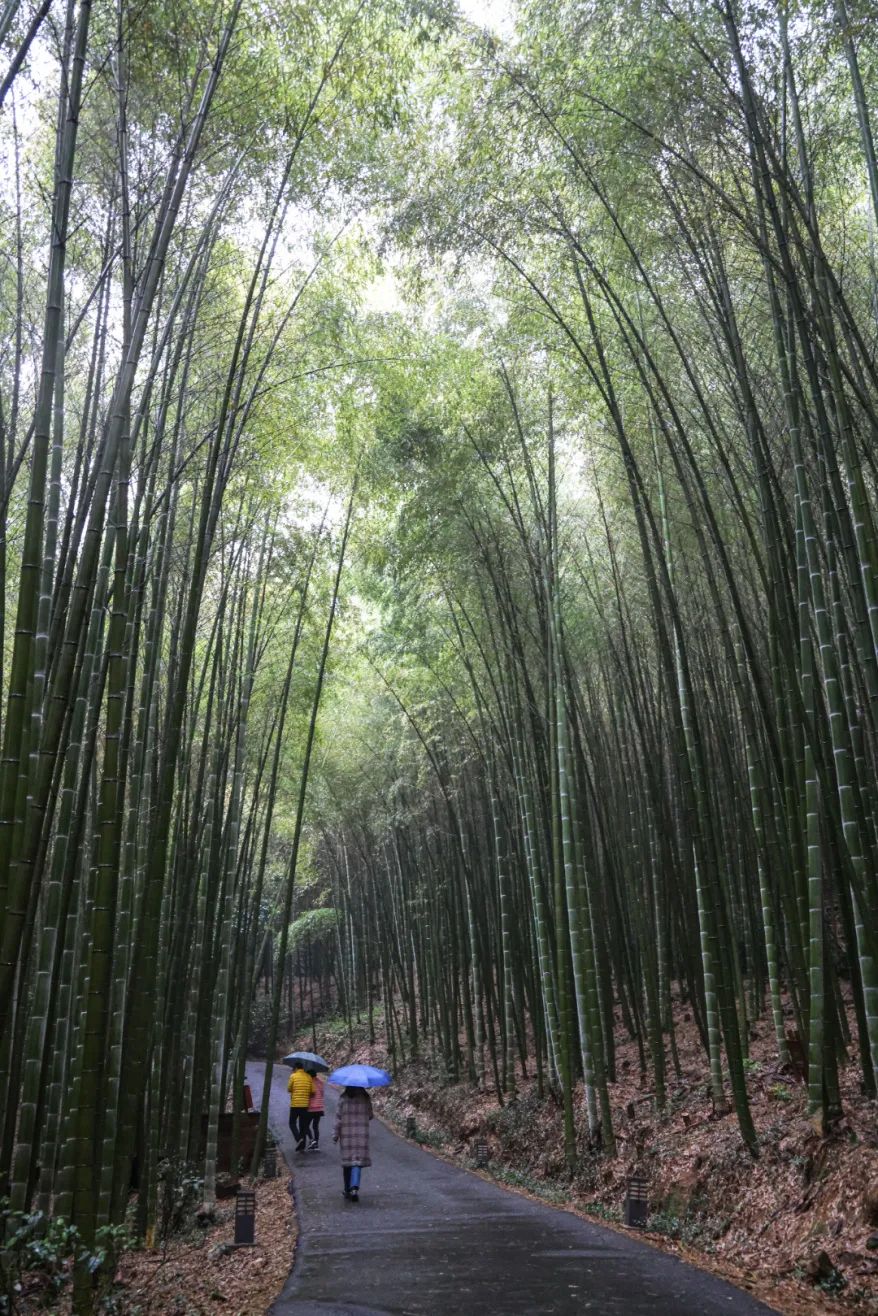 茶咖烟雨，一隅闲适听江南