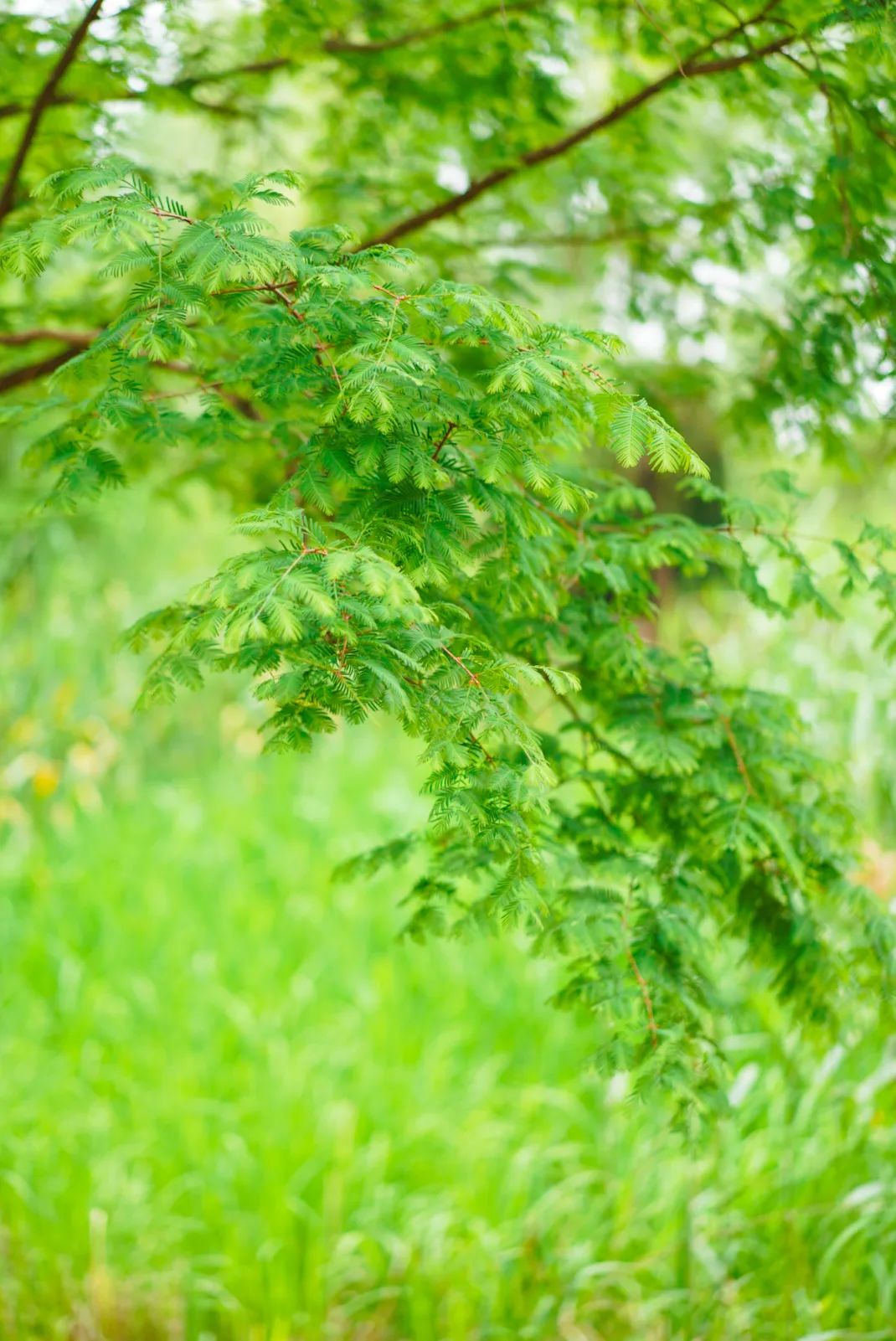 雨润万物，梅雨馈赠蕴丰年