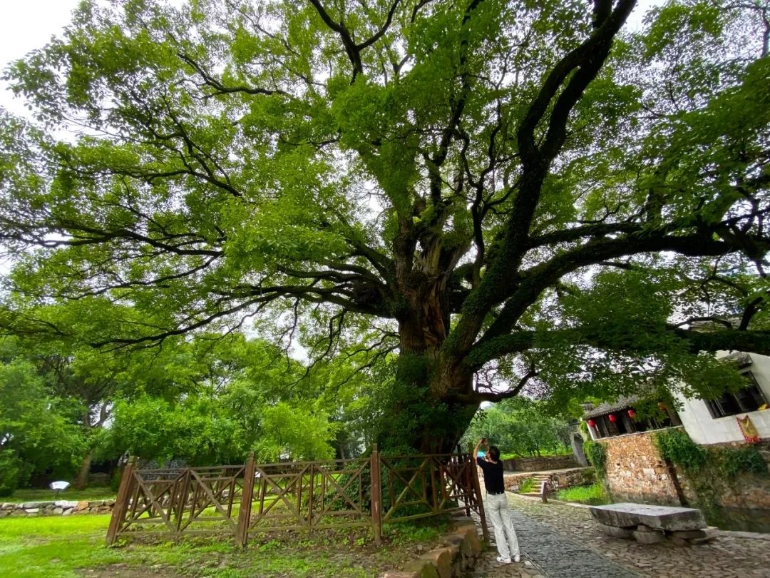 梅雨季的西山岛，细雨如诗~