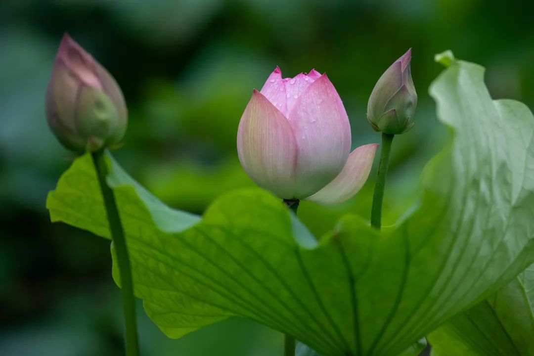 这里荷花开了！速来赴约~