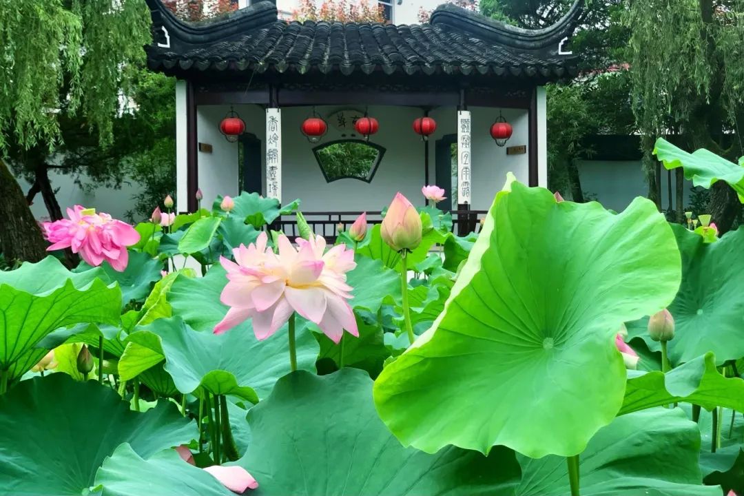 这里荷花开了！速来赴约~