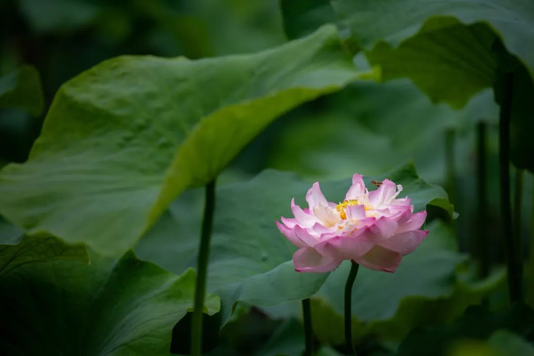 这里荷花开了！速来赴约~