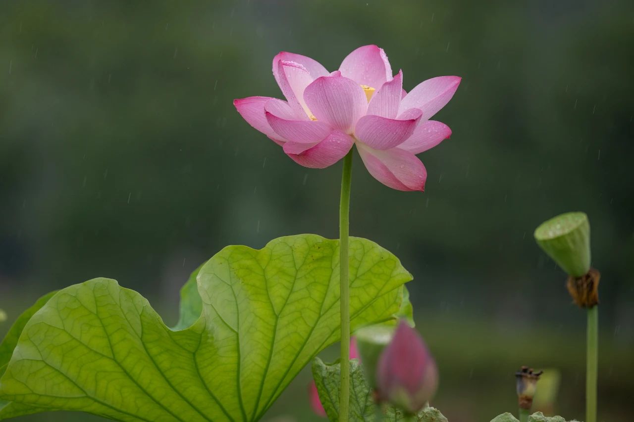 听听光福的雨事