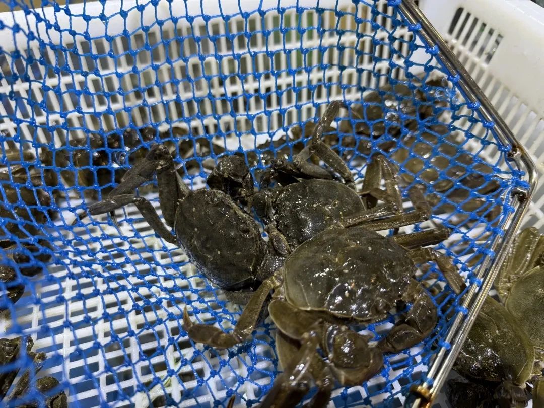 去西山岛，赶一波夏日限定美食~