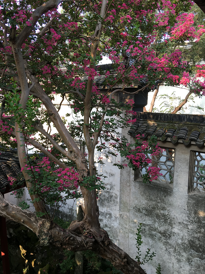 古苑紫薇香，百年花满堂