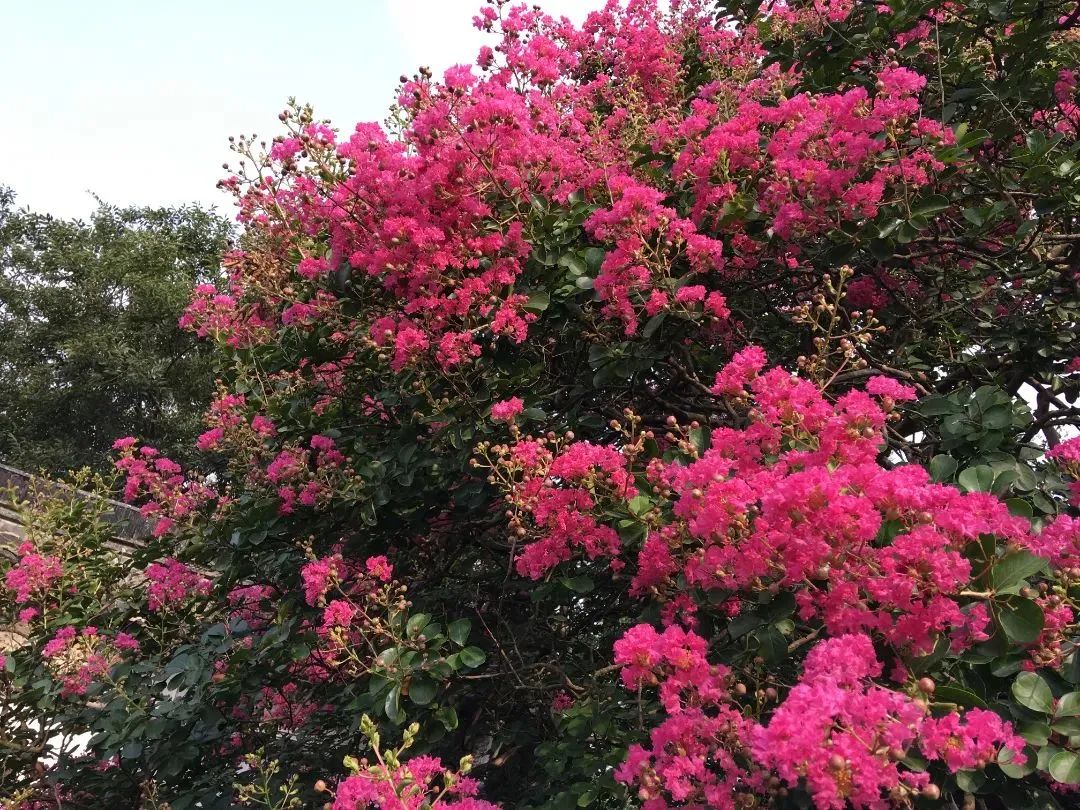 古苑紫薇香，百年花满堂