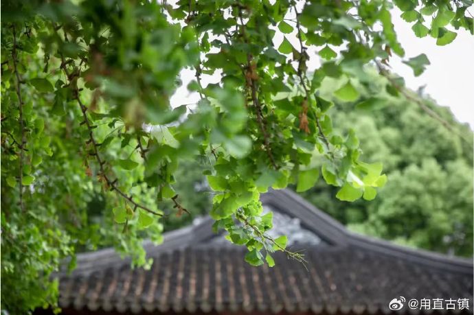 到甪直，看自然与人文的完美融合~