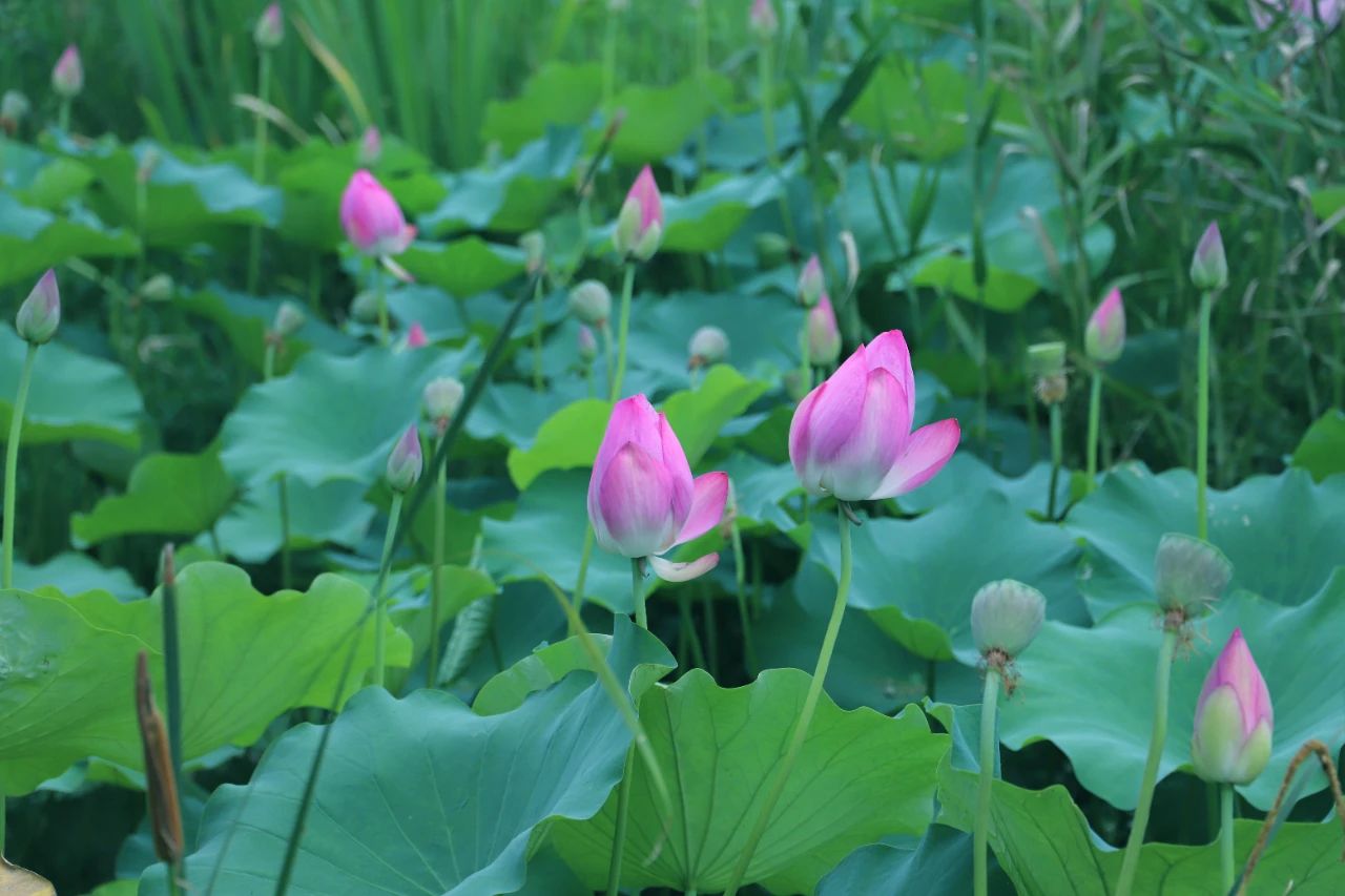 夏日“荷”处去？走，到西山岛赏荷→