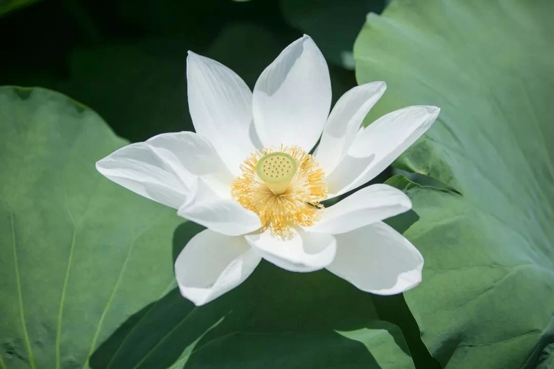 夏日“荷”处去？走，到西山岛赏荷→