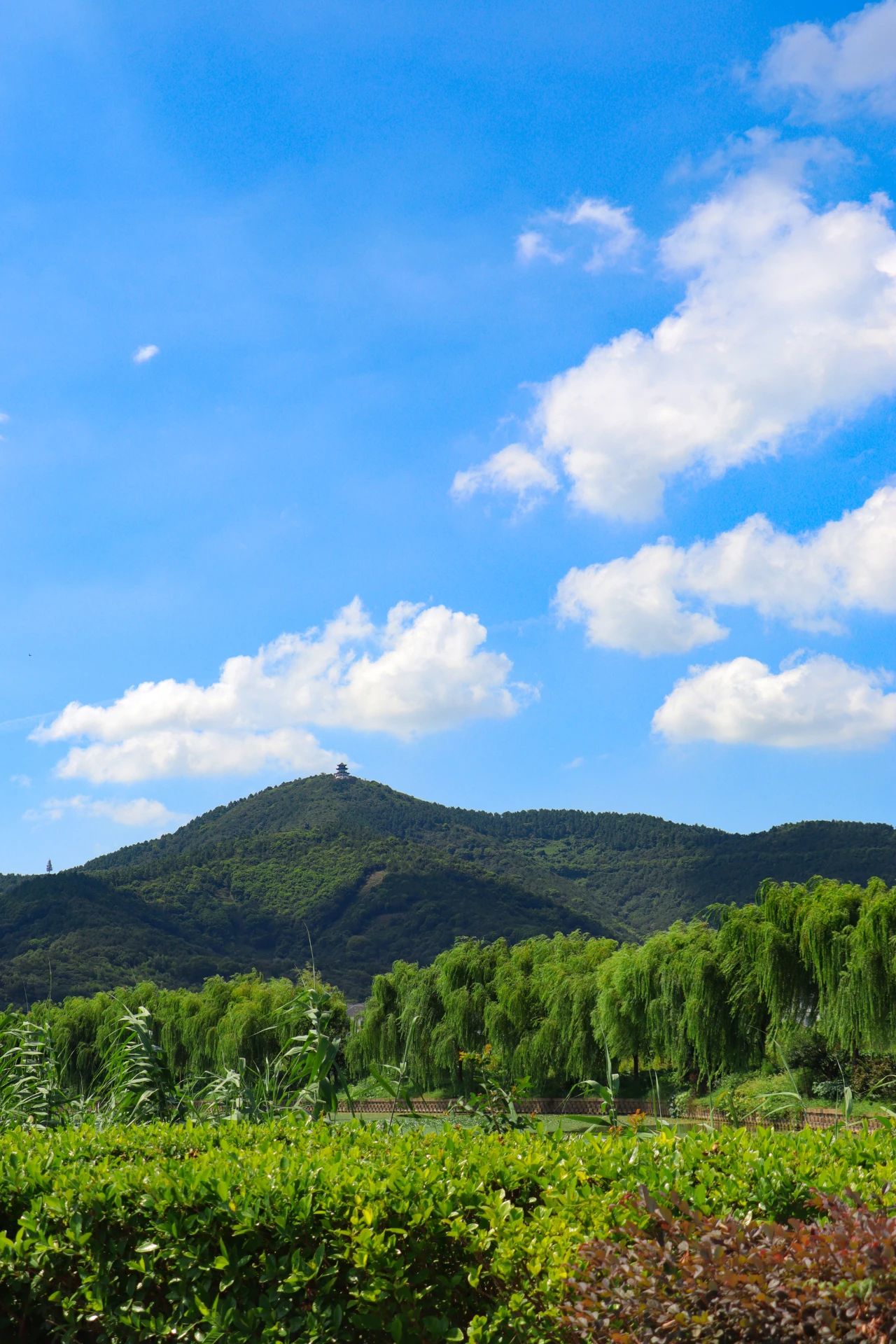 夏日绝色，只此青绿！
