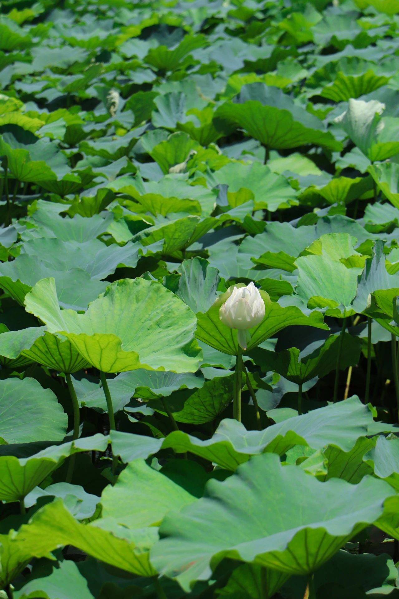 夏日绝色，只此青绿！