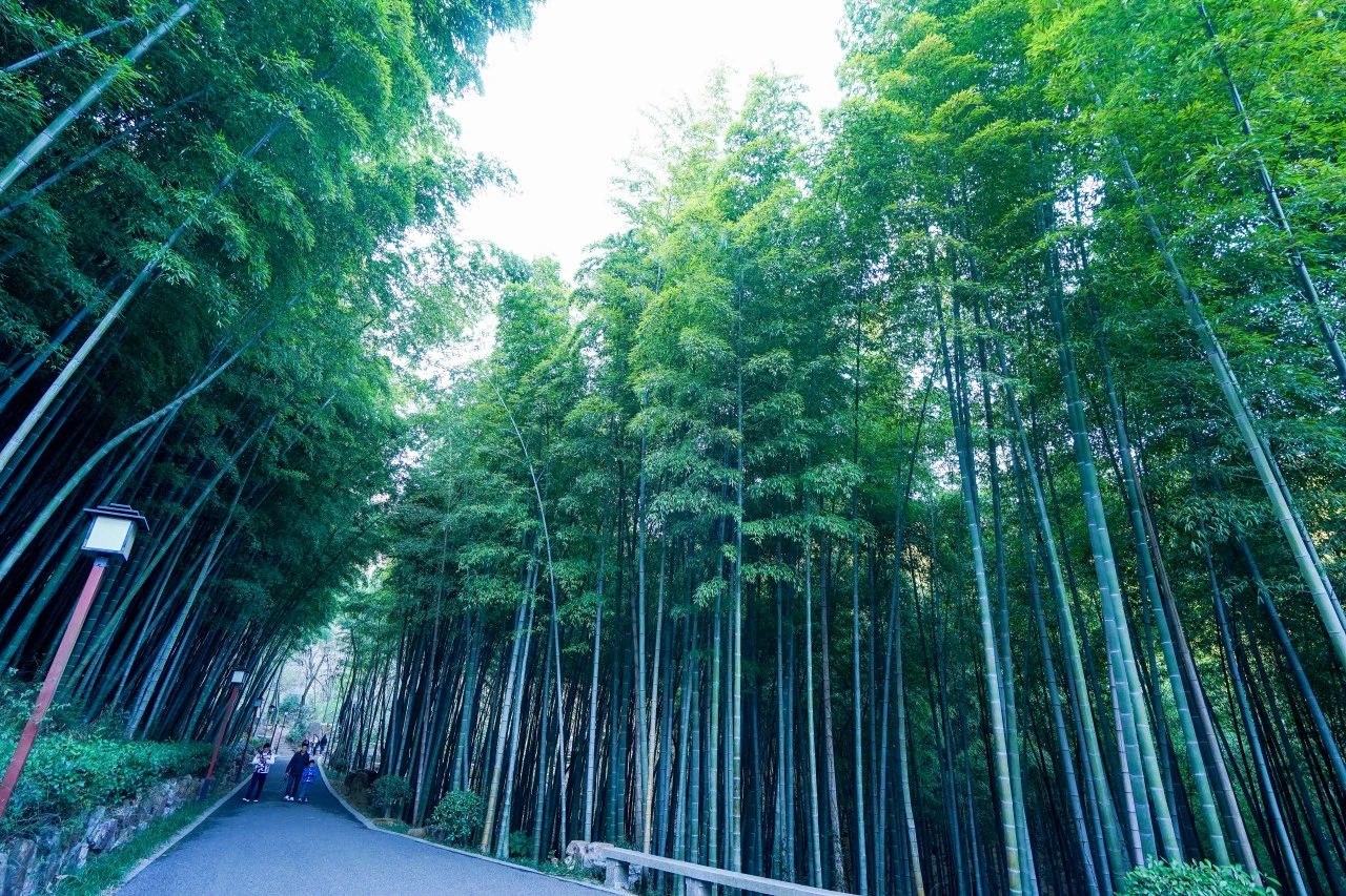 一场藏在山水间的避暑之旅